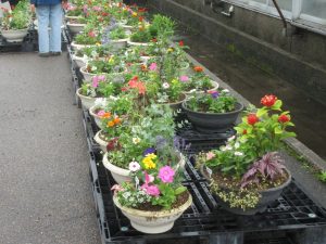 2025年5月25日　寄せ植え2